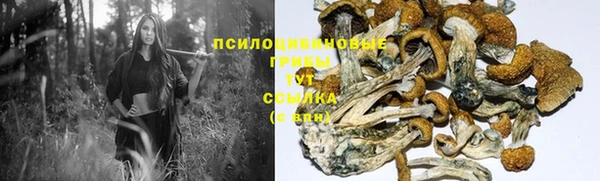 дмт Алзамай